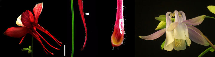 Aquilegia spurs-Elena Kramer