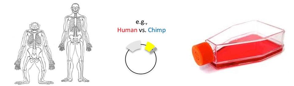Human vs. Chimp Skeletons