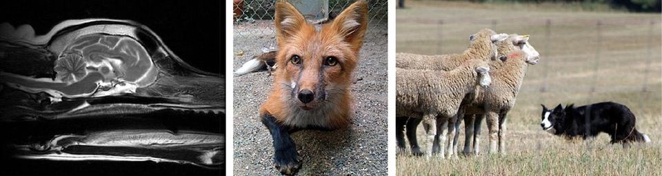 Xray, Fox, Animals